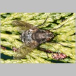 Muscidae sp - Echte Fliege 07a 8mm.jpg